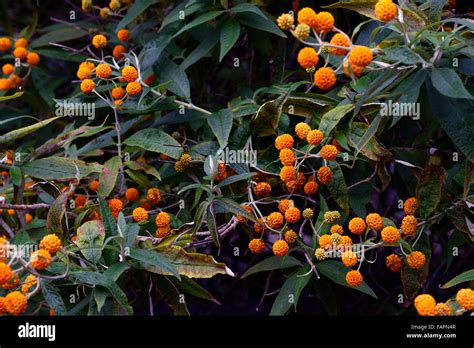 orange valls|Orange Ball Tree